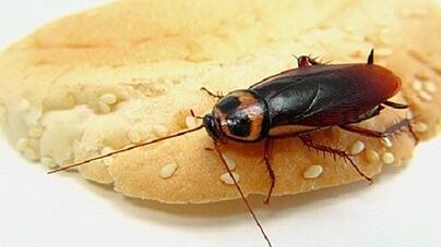 Pests.jpg