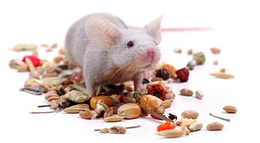 Warehouse pest control strategies