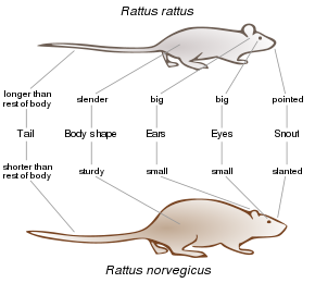 290px Comparison Black Rat Brown Rat EN.svg resized 600