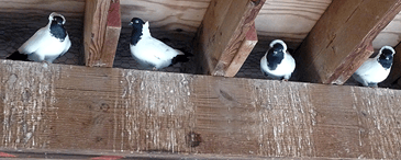 Prevent birds from entering warehouse